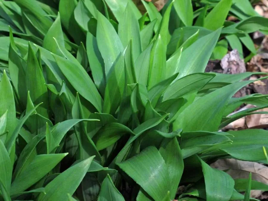 Bärlauch / Wilder Lauch. Einzeltüte – Bild 3