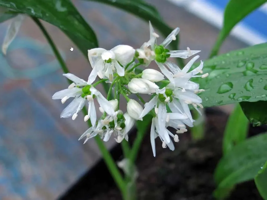 Bärlauch / Wilder Lauch. Einzeltüte – Bild 2