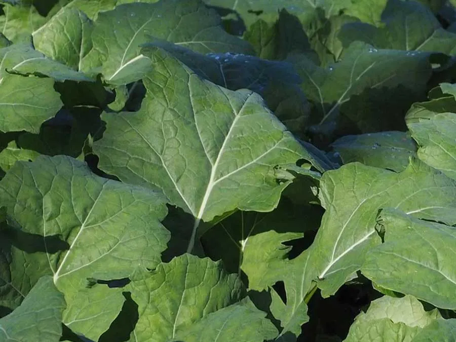 Bremer Scheerkohl, Schnittkohl. Einzeltüte – Bild 2