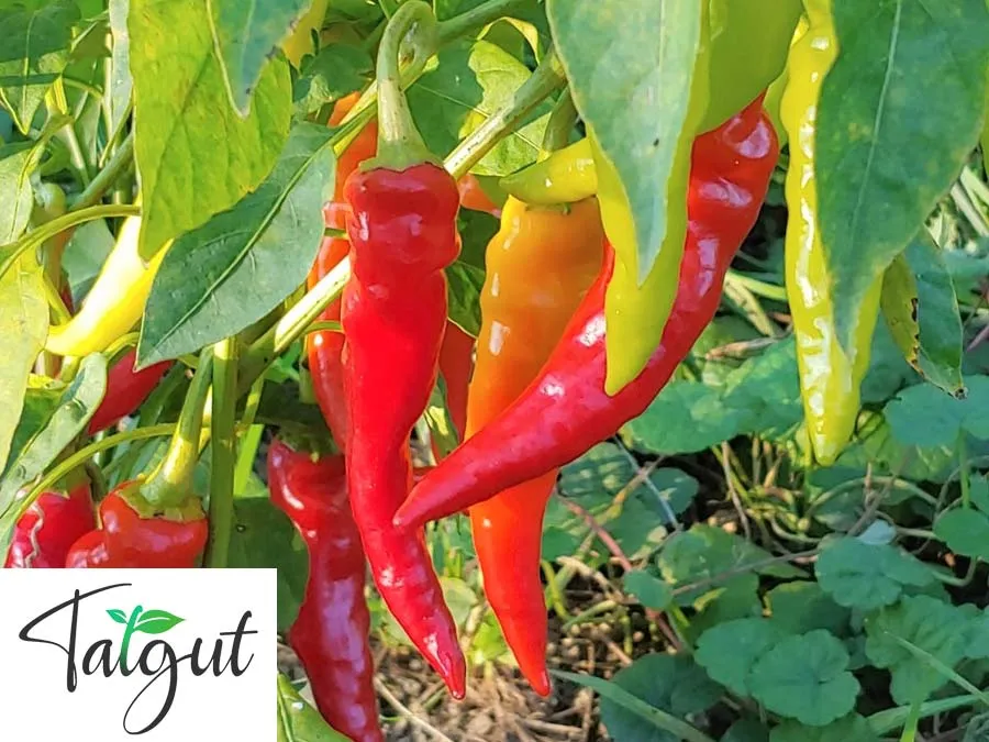 Chili Jwalamukhi. Einzeltüte mit samenfesten Chilisamen