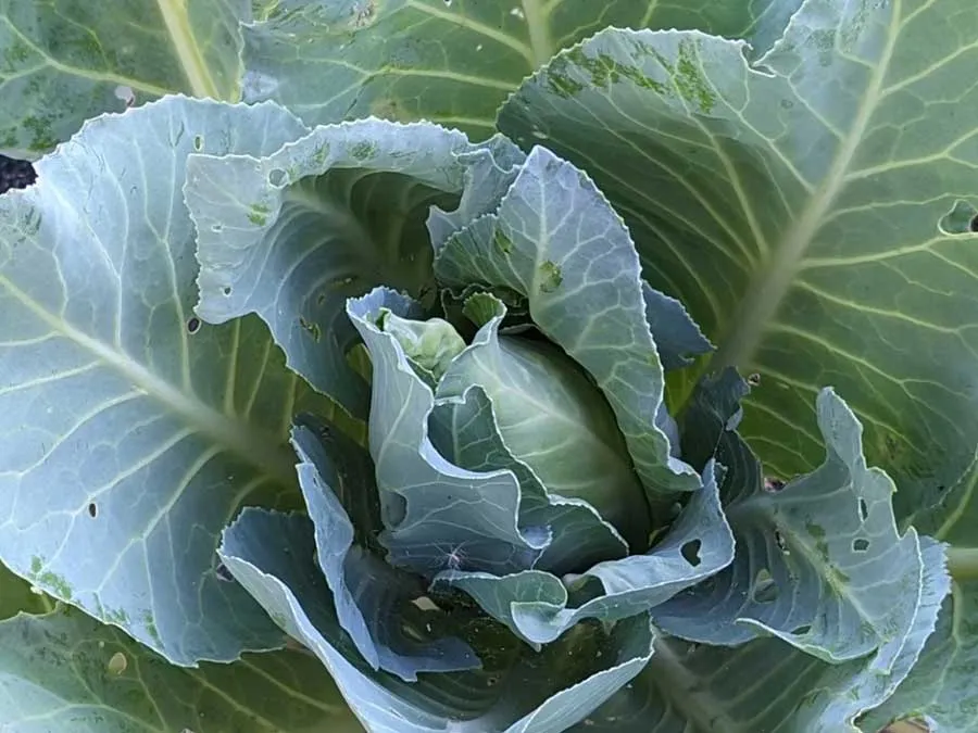 Spitzkohl Filderkraut. Einzeltüte – Bild 2