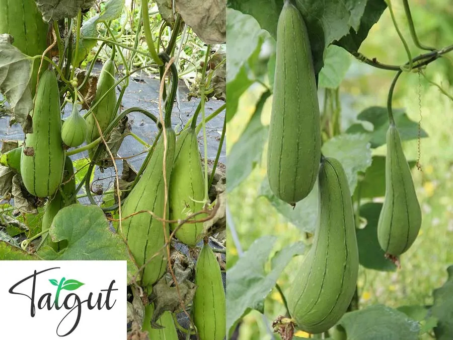 Luffa Schwammgurke / Schwammkürbis. Einzeltüte mit samenfesten Samen