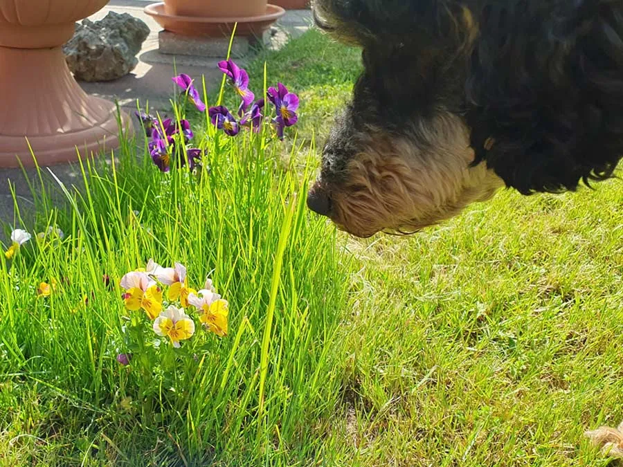 Wildes Stiefmütterchen. Einzeltüte mit samenfesten Wildblumensamen – Bild 2