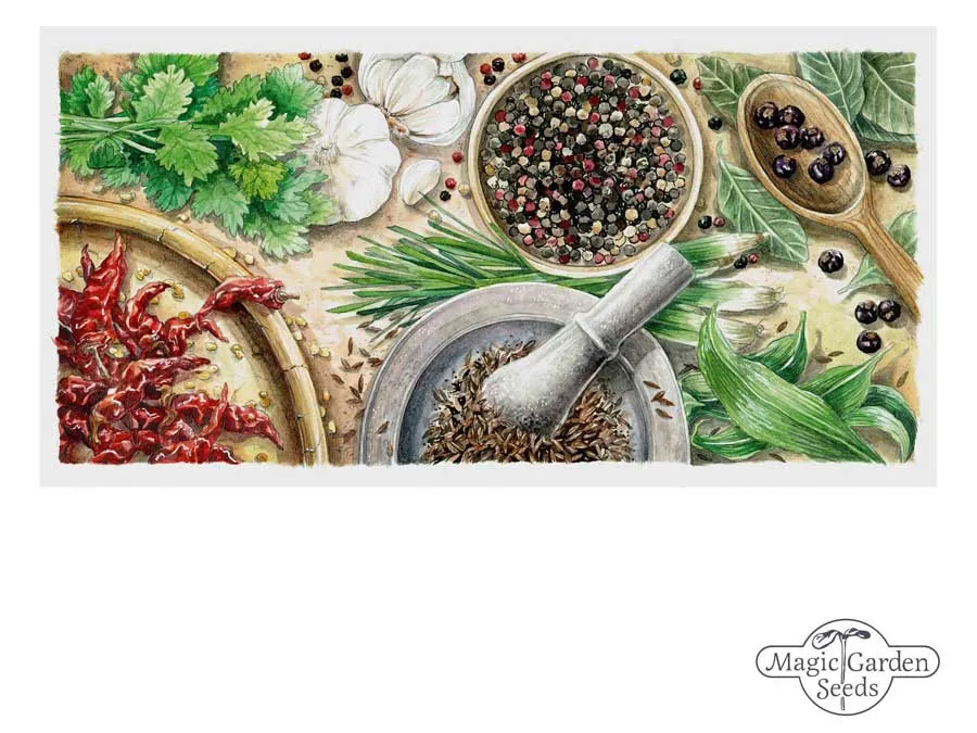 Geschenk- und Grußkarte „Würziges“, Postkarte mit handgezeichnetem Motiv