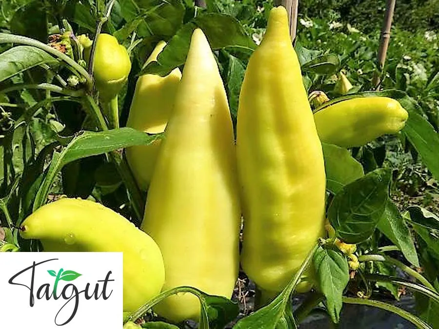 Paprika Feher. Spitzpaprika. Einzeltüte mit samenfesten Paprikasamen