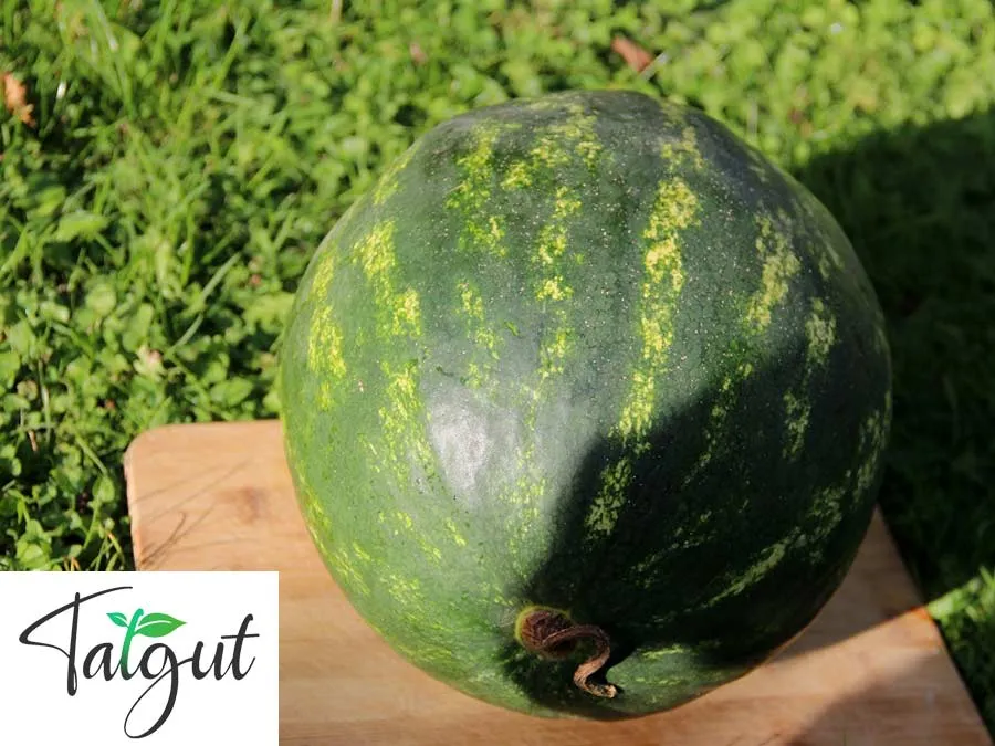 Wassermelone Crimson Sweet. Einzeltüte mit samenfesten Melonensamen – Bild 2