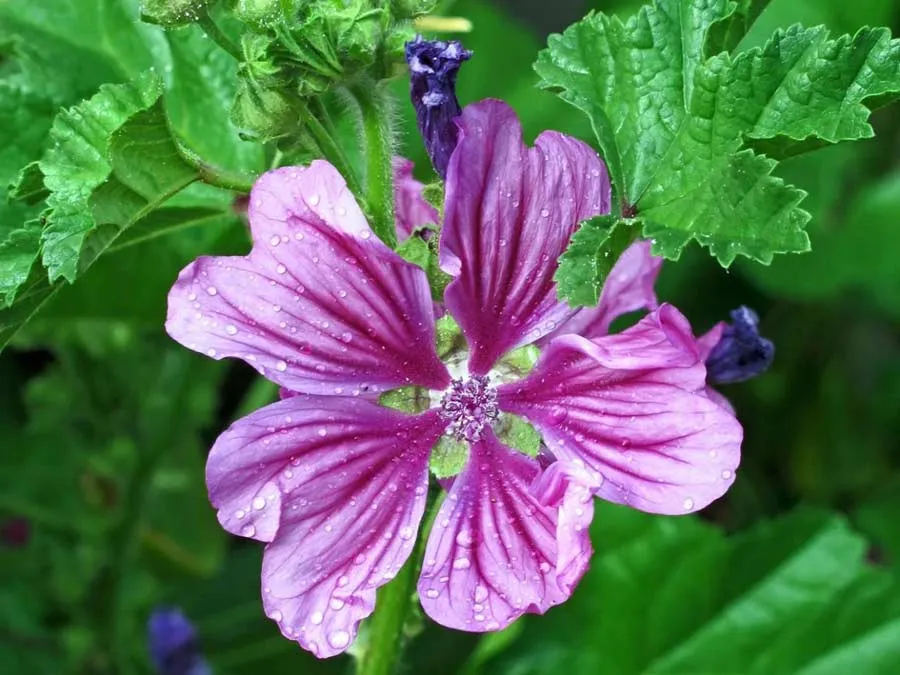 Weg-Malve. Einzeltüte – Bild 4