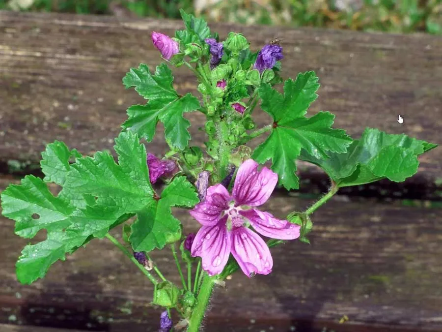 Weg-Malve. Einzeltüte – Bild 2