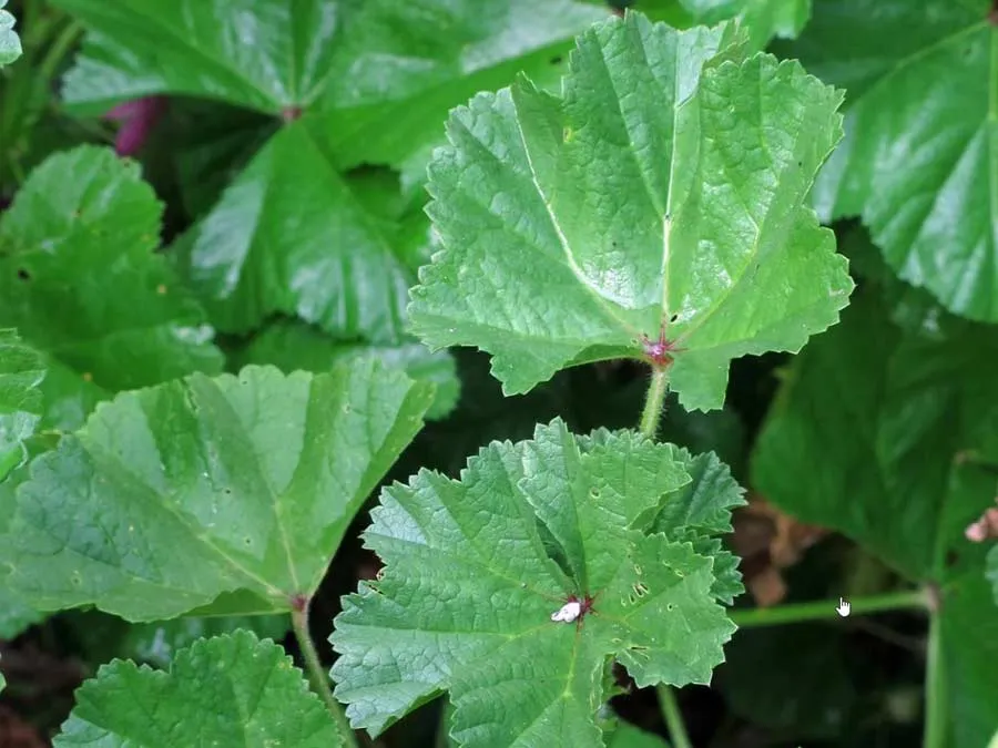 Weg-Malve. Einzeltüte – Bild 3