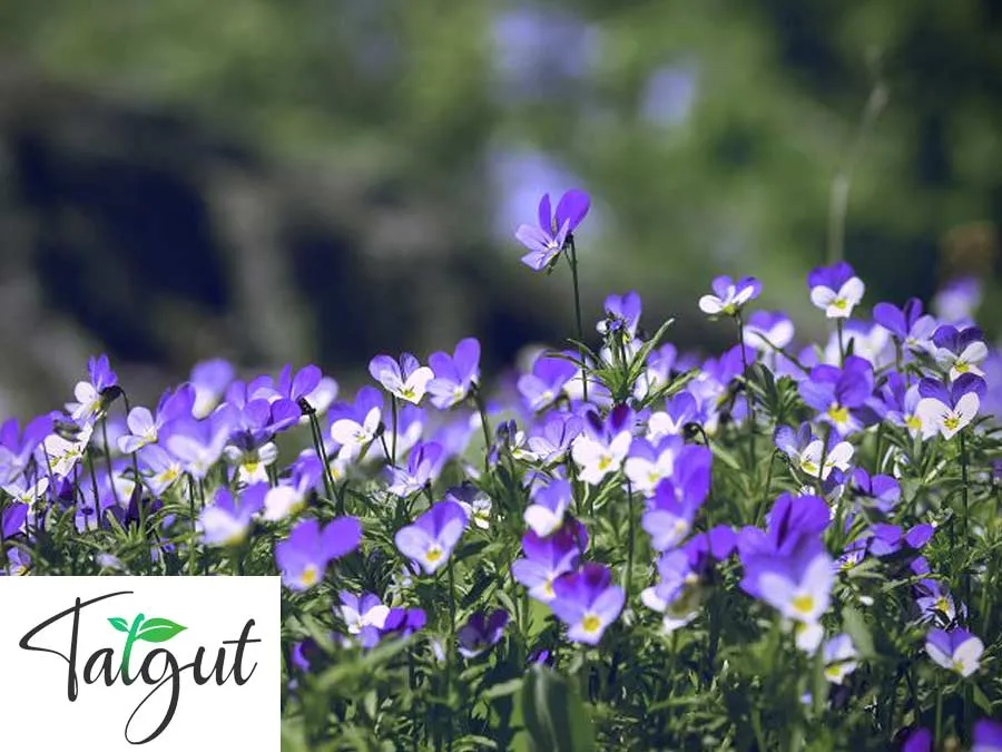 Wildes Stiefmütterchen. Einzeltüte mit samenfesten Wildblumensamen – Bild 3