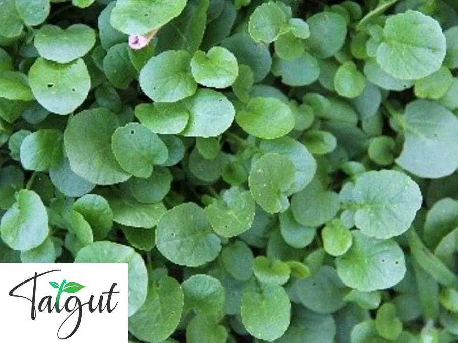 Winterkresse, Barbarakresse. Einzeltüte mit samenfesten Kressesamen