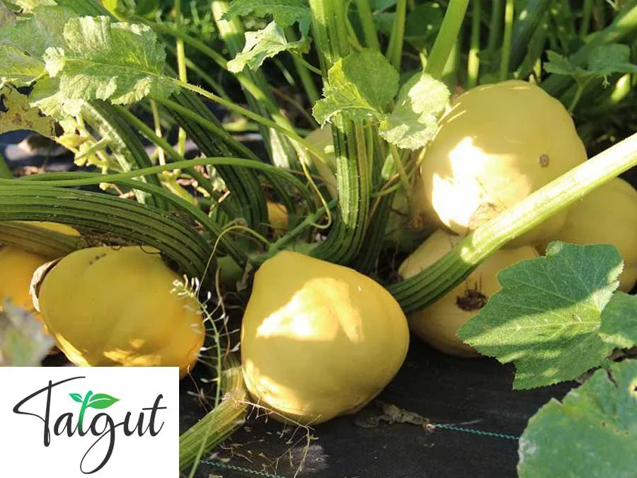 Zucchini Mischung. Einzeltüte mit samenfesten Zucchinisamen – Bild 2