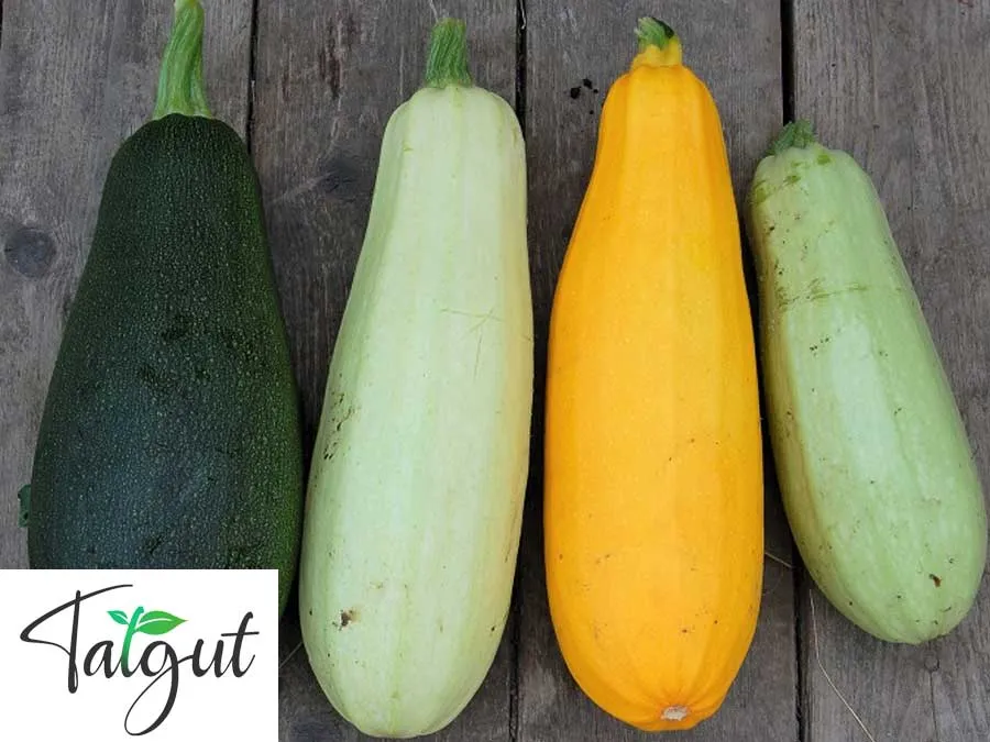 Zucchini Mischung. Einzeltüte mit samenfesten Zucchinisamen