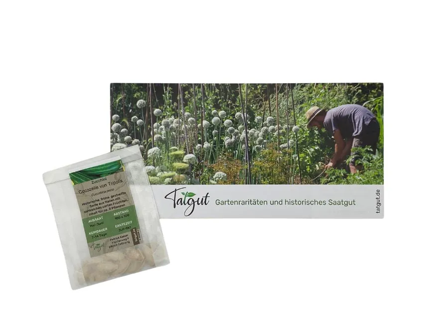 Zucchini Cocozelle von Tripolis, gestreift. Einzeltüte mit samenfesten Zucchinisamen – Bild 2