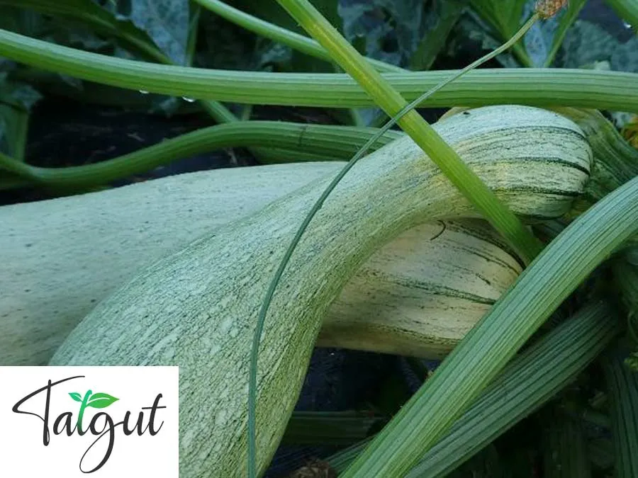 Zucchini Genovese, hellgrün. Einzeltüte mit samenfesten Zucchinisamen