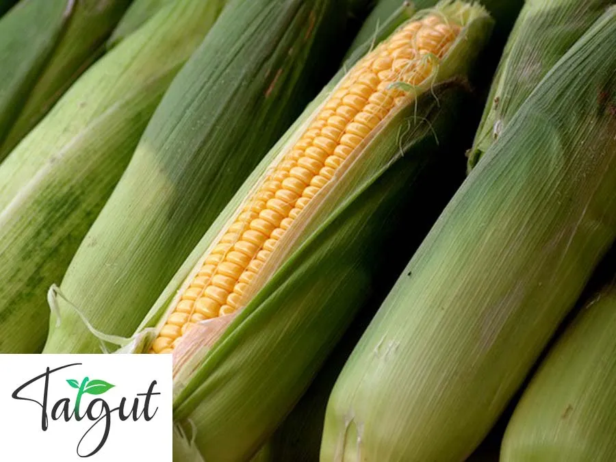 Zuckermais Damaun Einzeltüte mit samenfesten Maissamen – Bild 2