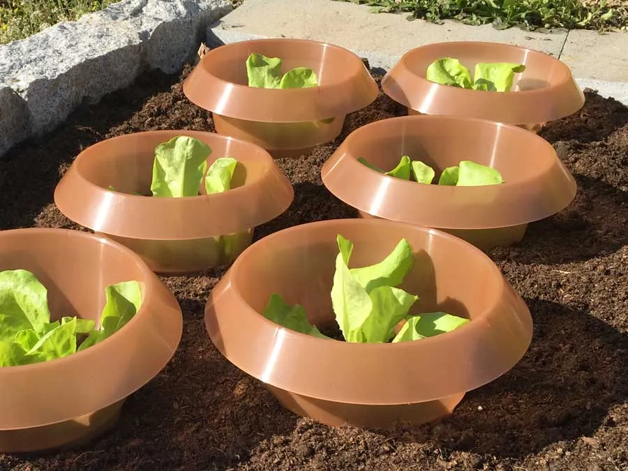 SchneckenStopp – Schneckenkragen für Einzelpflanzen, erweiterbar zum Mini-Treibhaus – Bild 3