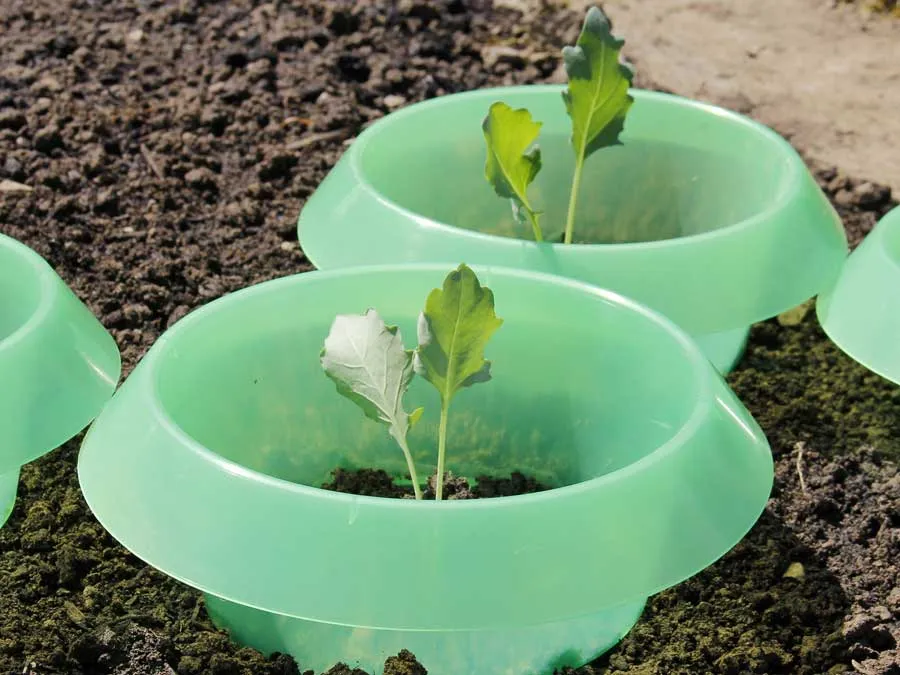 SchneckenStopp – Schneckenkragen für Einzelpflanzen, erweiterbar zum Mini-Treibhaus