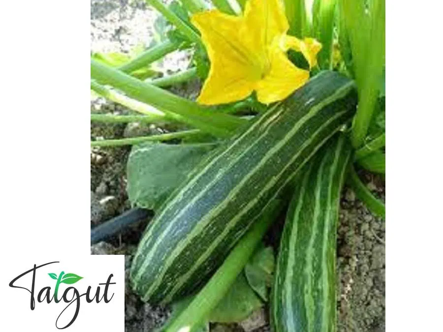 Zucchini Cocozelle von Tripolis, gestreift. Einzeltüte mit samenfesten Zucchinisamen