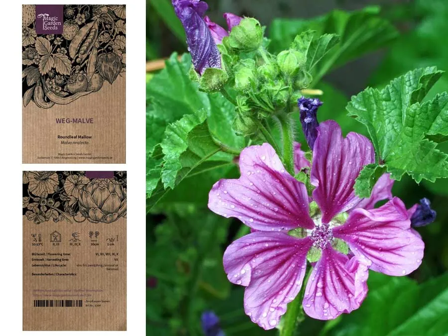 Weg-Malve. Einzeltüte