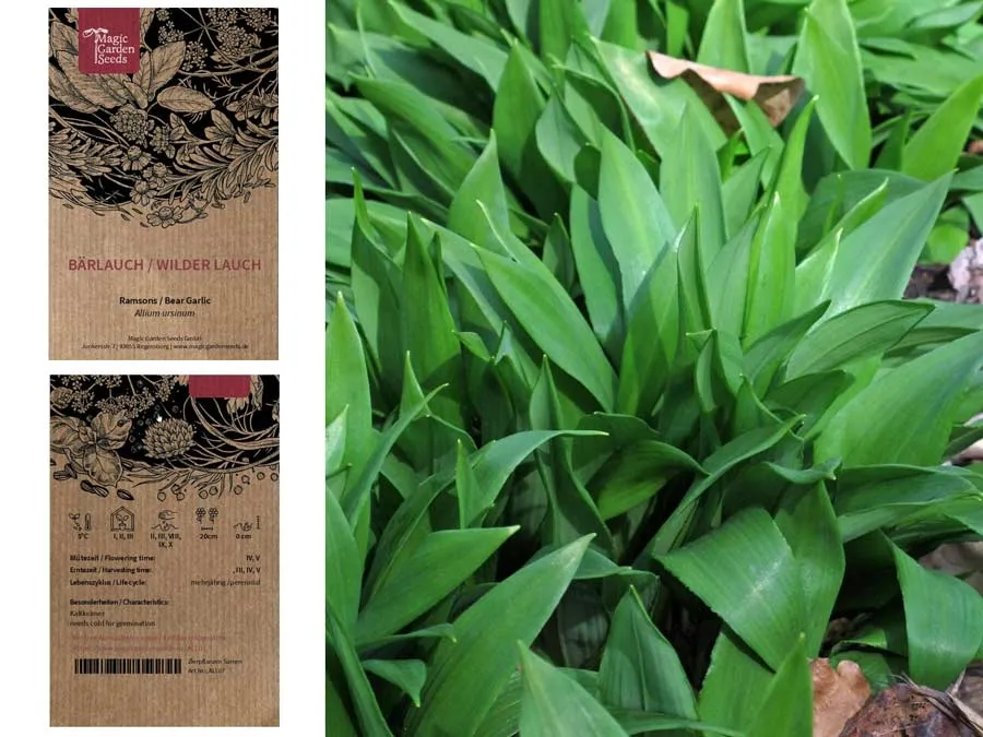 Bärlauch / Wilder Lauch. Einzeltüte