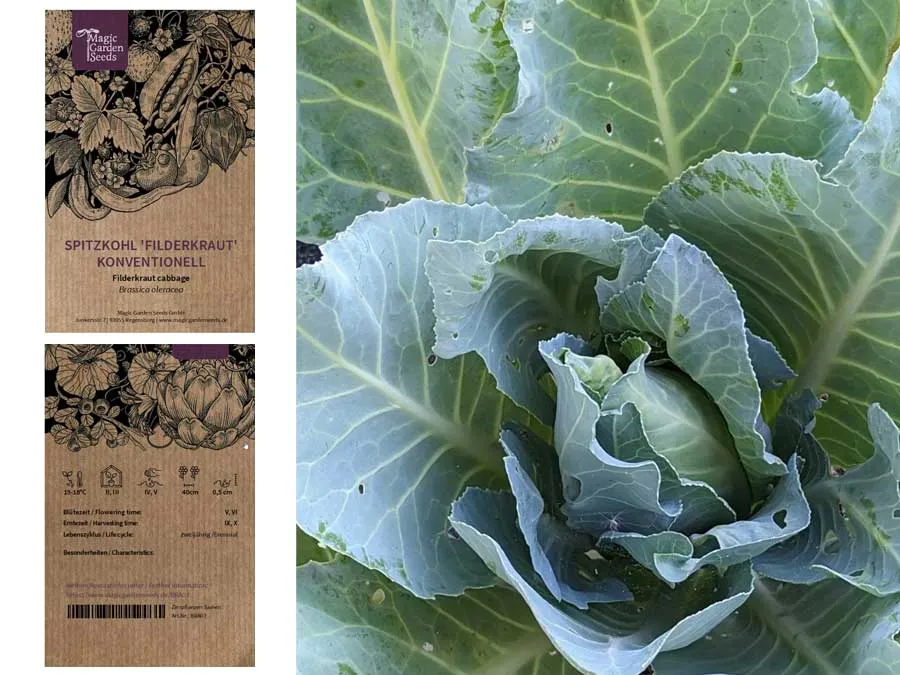 Spitzkohl Filderkraut. Einzeltüte