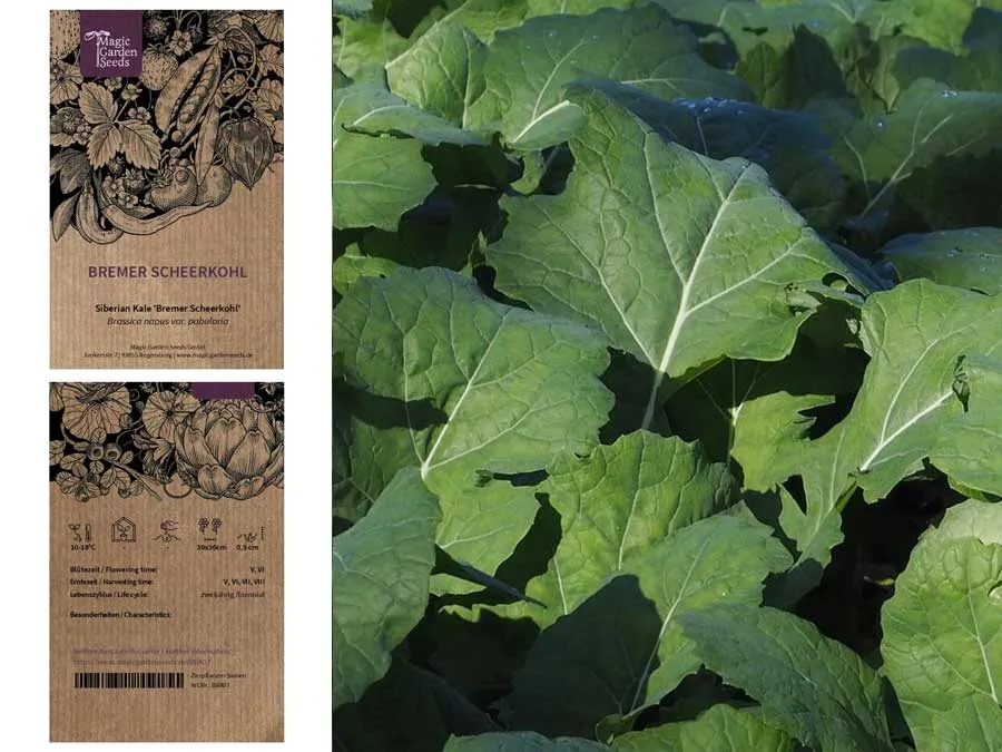Bremer Scheerkohl, Schnittkohl. Einzeltüte