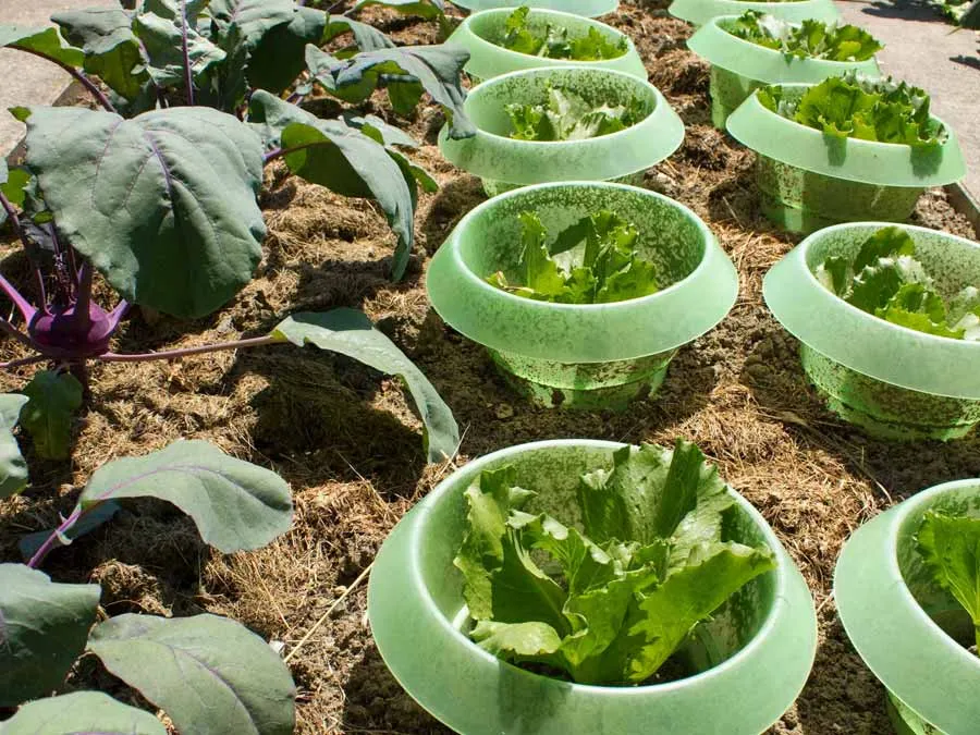 SchneckenStopp – Schneckenkragen für Einzelpflanzen, erweiterbar zum Mini-Treibhaus – Bild 5