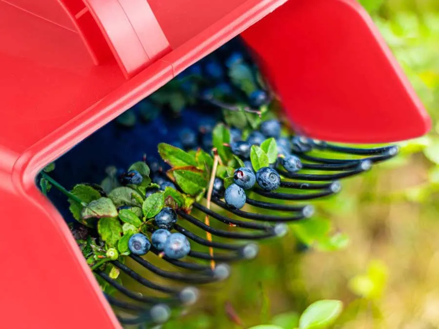 Beerenpflücker / Beerenkamm für die schnelle und schonende Beeren-Ernte – Bild 4
